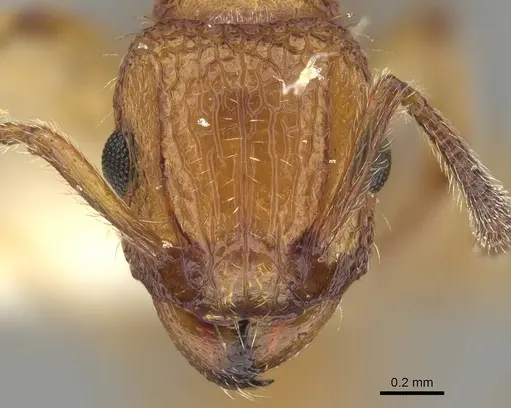Tetramorium bicarinatum specimen CASENT0919922 image casent0919922_2
