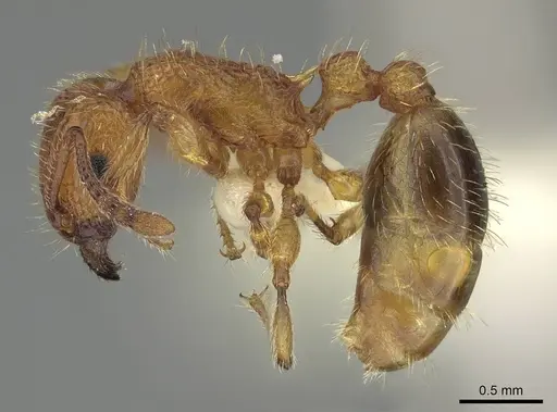Tetramorium bicarinatum specimen CASENT0919922 image casent0919922_3
