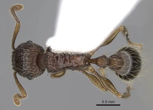 Tetramorium bicarinatum specimen CASENT0922948 image casent0922948_1