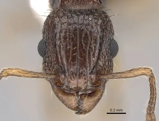 Tetramorium bicarinatum specimen CASENT0922948 image casent0922948_2