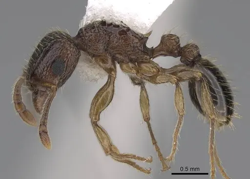 Tetramorium bicarinatum specimen CASENT0922948 image casent0922948_3