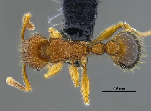 Tetramorium bicarinatum specimen CBUMAGENT41982 image cbumagent41982_1