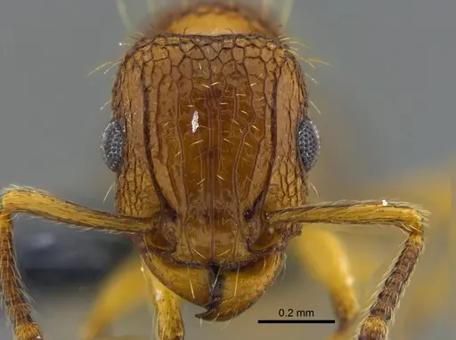 Tetramorium bicarinatum specimen CBUMAGENT41982 image cbumagent41982_2