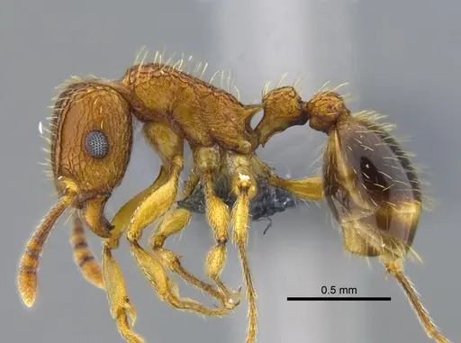 Tetramorium bicarinatum specimen CBUMAGENT41982 image cbumagent41982_3