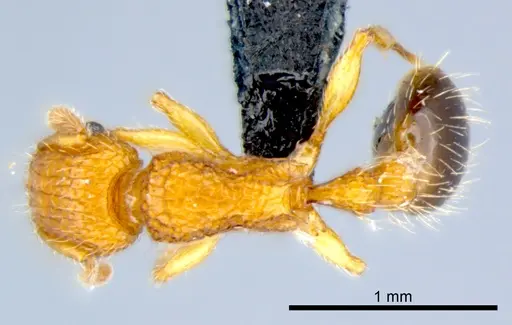 Tetramorium bicarinatum specimen CSIRONC0054 image csironc0054_1