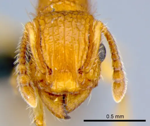 Tetramorium bicarinatum specimen CSIRONC0054 image csironc0054_2