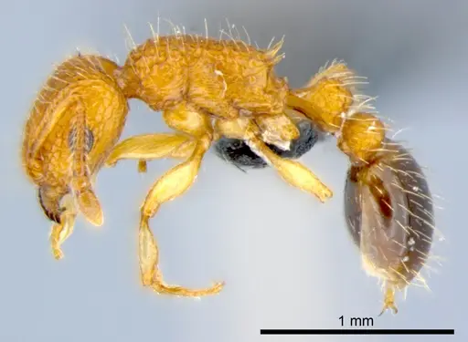 Tetramorium bicarinatum specimen CSIRONC0054 image csironc0054_3