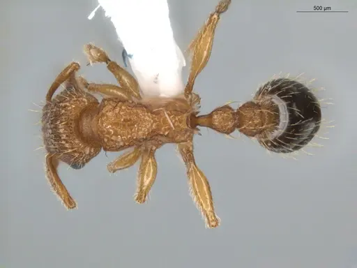 Tetramorium bicarinatum specimen ECOFOG-BUG-0176-10 image ecofog-bug-0176-10_1