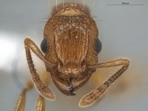 Tetramorium bicarinatum specimen ECOFOG-BUG-0176-10 image ecofog-bug-0176-10_2