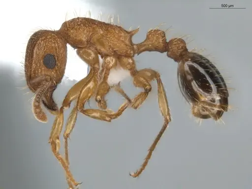 Tetramorium bicarinatum specimen ECOFOG-BUG-0176-10 image ecofog-bug-0176-10_3