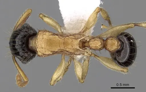 Tetramorium bicolor specimen CASENT0280885 image casent0280885_1