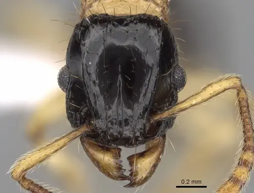 Tetramorium bicolor specimen CASENT0280885 image casent0280885_2