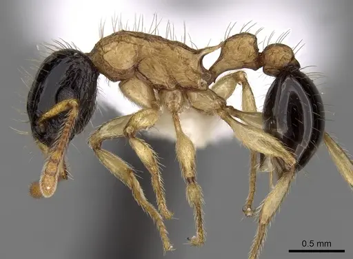 Tetramorium bicolor specimen CASENT0280885 image casent0280885_3