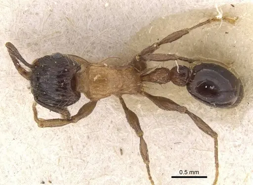 Tetramorium bicolor specimen CASENT0909162 image casent0909162_1