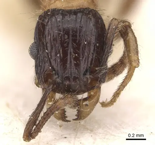 Tetramorium bicolor specimen CASENT0909162 image casent0909162_2