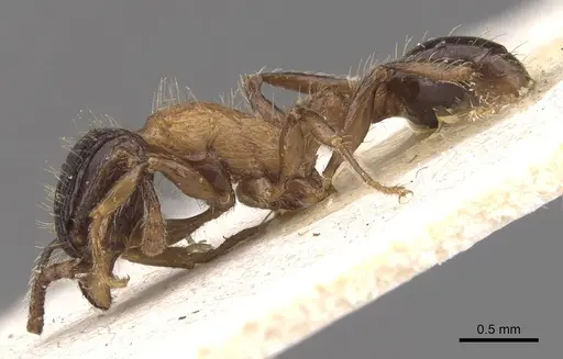 Tetramorium bicolor specimen CASENT0909162 image casent0909162_3