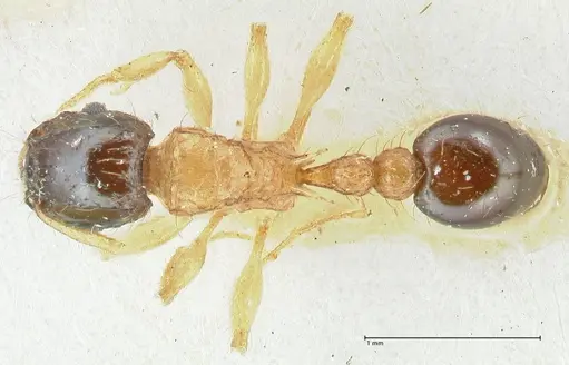 Tetramorium bicolor specimen FOCOL2074 image focol2074_1
