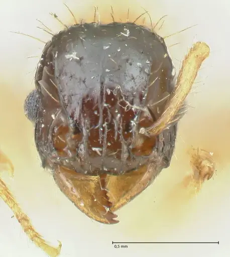 Tetramorium bicolor specimen FOCOL2074 image focol2074_2