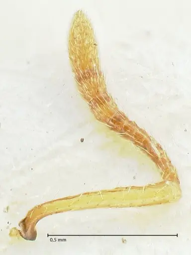 Tetramorium bicolor specimen FOCOL2074 image focol2074_3