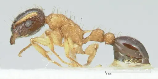 Tetramorium bicolor specimen FOCOL2074 image focol2074_4