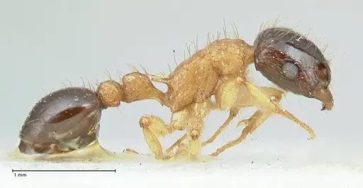 Tetramorium bicolor specimen FOCOL2074 image focol2074_5