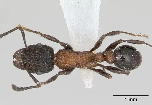 Tetramorium bicolorum specimen CASENT0173926 image casent0173926_1