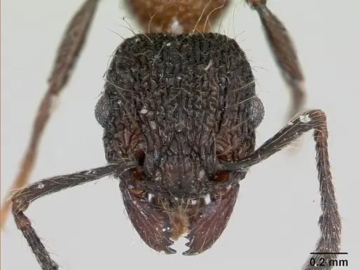 Tetramorium bicolorum specimen CASENT0173926 image casent0173926_2