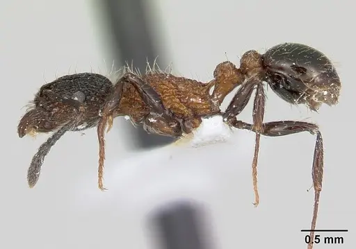 Tetramorium bicolorum specimen CASENT0173926 image casent0173926_3