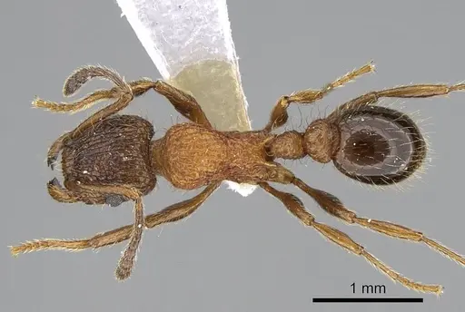 Tetramorium bicolorum specimen CASENT0914507 image casent0914507_1