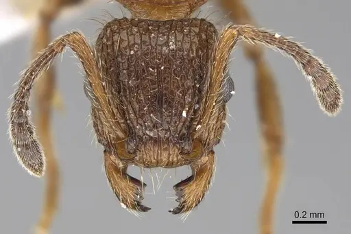 Tetramorium bicolorum specimen CASENT0914507 image casent0914507_2