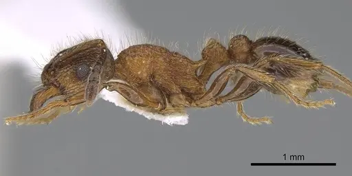 Tetramorium bicolorum specimen CASENT0914507 image casent0914507_3