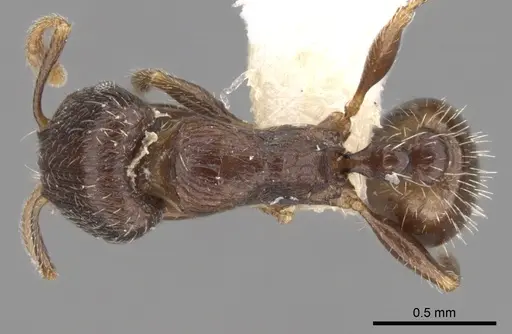 Tetramorium biskrense specimen CASENT0280932 image casent0280932_1