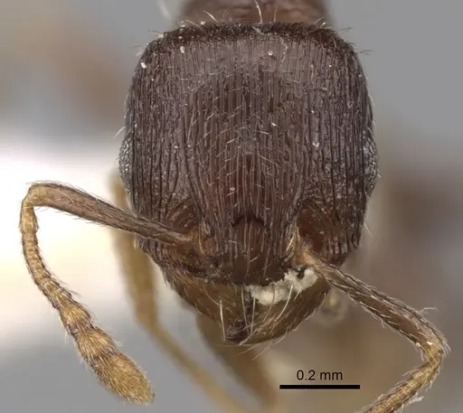 Tetramorium biskrense specimen CASENT0280932 image casent0280932_2
