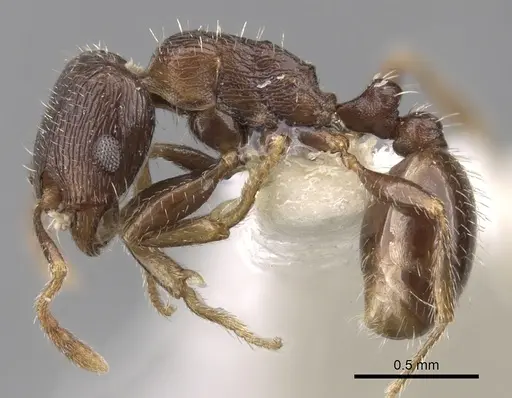 Tetramorium biskrense specimen CASENT0280932 image casent0280932_3