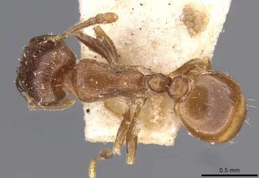 Tetramorium biskrense specimen CASENT0909104 image casent0909104_1