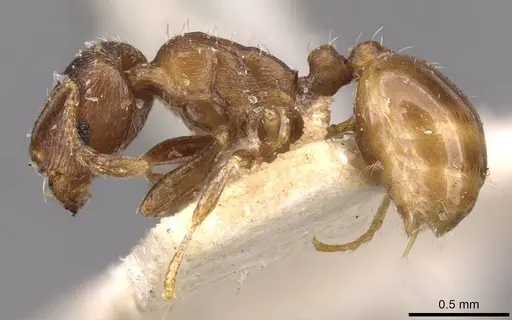 Tetramorium biskrense specimen CASENT0909104 image casent0909104_3