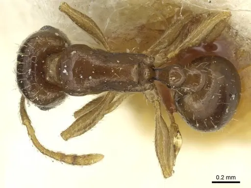 Tetramorium biskrense specimen CASENT0913991 image casent0913991_1