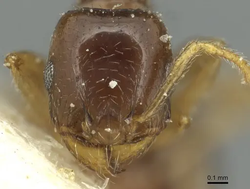 Tetramorium biskrense specimen CASENT0913991 image casent0913991_2