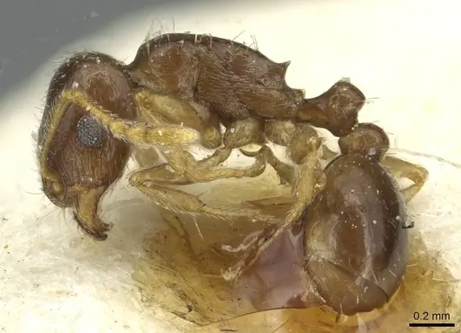 Tetramorium biskrense specimen CASENT0913991 image casent0913991_3