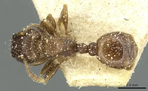 Tetramorium biskrense specimen CASENT0915000 image casent0915000_1