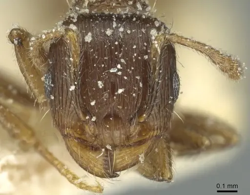 Tetramorium biskrense specimen CASENT0915000 image casent0915000_2
