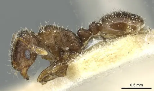 Tetramorium biskrense specimen CASENT0915000 image casent0915000_3
