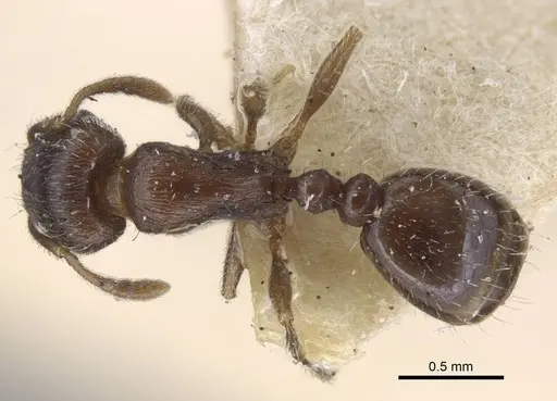 Tetramorium biskrense specimen CASENT0917077 image casent0917077_1