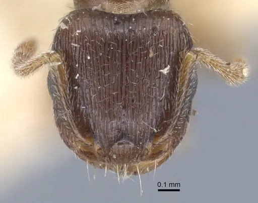 Tetramorium biskrense specimen CASENT0917077 image casent0917077_2