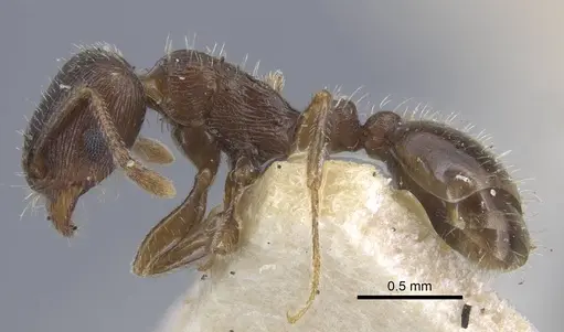 Tetramorium biskrense specimen CASENT0917077 image casent0917077_3