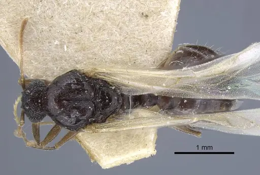 Tetramorium biskrense specimen CASENT0917078 image casent0917078_1
