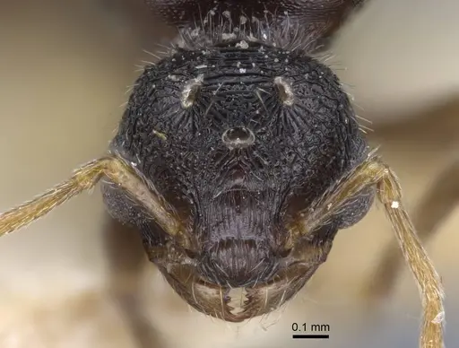 Tetramorium biskrense specimen CASENT0917078 image casent0917078_2