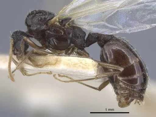 Tetramorium biskrense specimen CASENT0917078 image casent0917078_3