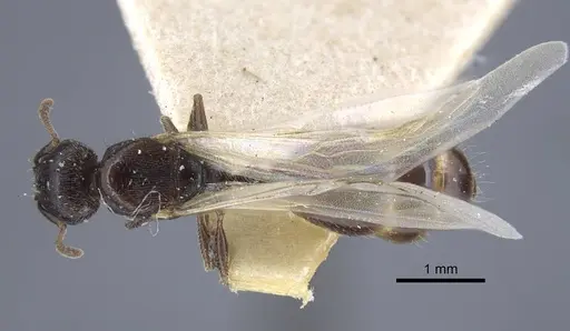 Tetramorium biskrense specimen CASENT0917079 image casent0917079_1