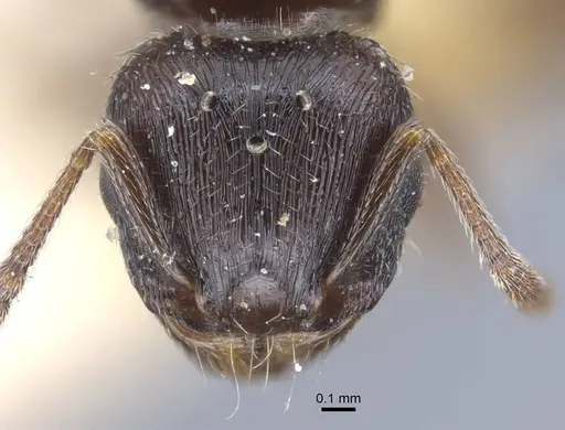 Tetramorium biskrense specimen CASENT0917079 image casent0917079_2
